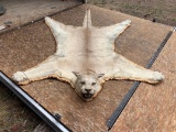 Large Tom Mountain Lion Rug Taxidermy