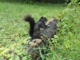 Cute Black Squirrel Taxidermy Mount