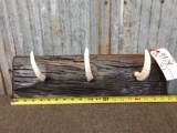 African Warthog Tusk Coat Rack