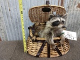 Raccoon Raiding A Fishing Creek Taxidermy Mount