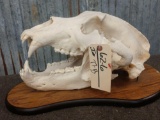 Big Grizzly Bear Skull