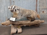 Badger Full Body Taxidermy Mount