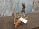 Grey Squirrel Full Body Taxidermy Mount