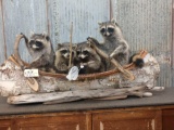 Family Of Raccoons Fishing In A Birch Bark Canoe Taxidermy Mount