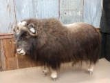 Beautiful Muskox Full Body Taxidermy Mount