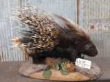 African Porcupine Full Body Taxidermy Mount