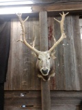 Pere David Deer Shoulder Mount Taxidermy