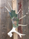 Hand Painted Moose Shed Antler Signed By The Artist