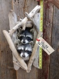 2 Raccoons In A Den Taxidermy Mount