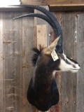 African Sable Antelope Shoulder Mount Taxidermy