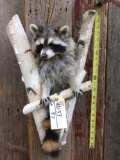 Raccoon In A Den Taxidermy