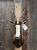 African Blesbok Shoulder Mount Taxidermy