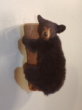 Black Bear Cub Full Body Taxidermy Mount