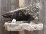 African Porcupine Full Body Taxidermy Mount