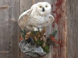 Reproduction Snow Owl Taxidermy