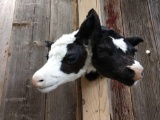 Sideshow Gaff 2 Headed Holstein Calf