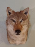 Shoulder Mount Coyote Taxidermy