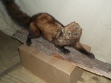 Fisher Cat On Tree Bark Base Taxidermy