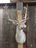 Fallow Deer Shoulder Mount Taxidermy