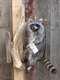 Raccoon Hanging On A Limb Taxidermy