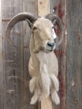 Aoudad Ram Shoulder Mount Taxidermy