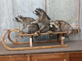 3 Raccoons Going Sledding Taxidermy Mount
