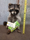 Raccoon Eating Candy Taxidermy