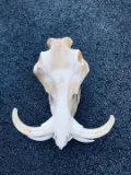 African Warthog Skull
