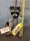 Raccoon Eating M&Ms