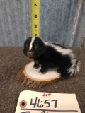 Baby Skunk Full Body Taxidermy Mount