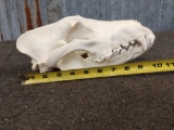 Alaskan Wolf Skull