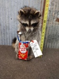 Raccoon Eating Cracker Jack