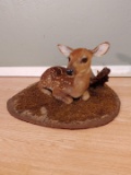 Whitetail Fawn Laying Down