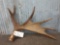 6 Point Moose Shed Antler