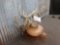 3 Whitetail Antlers On Plaques