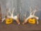 Main Frame 4 x 5 Whitetail Shed Antlers