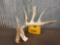 Main Frame 5 Point Whitetail Shed Antler