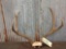 Nice Smaller Mule Deer Antlers On Skull Plate