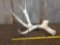 5 Point Mule Deer Shed Antler Hydro Dipped