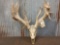 Big Heavy Palmated Whitetail Antlers On Skull