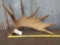 7 Point Moose Antler Great Color