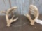 Mid 200 Class Whitetail Shed Antlers