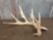 Big Single Whitetail Cut Off Antler