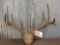 Vintage 5x5 Whitetail Antlers On Skull Plate