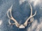 Nice Set Of 5x5 Elk Antlers On Skull Plate