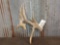 Big main Frame 5 Point Whitetail Shed Antler