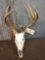 150 Class Wild Missouri Whitetail Antlers On Skull