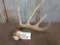 70 Class Wild Whitetail Shed Antler