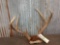 Big Wild 3x4 Whitetail Antlers On Skull Plate