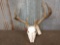 Main Frame 4x4 Whitetail Antlers On Skull